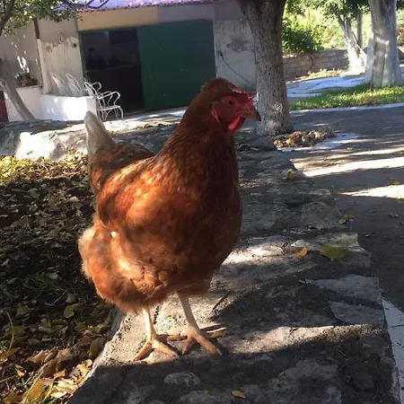 Hostel αγρόκτημα χελωναριά - Agroktima Chelonaria *